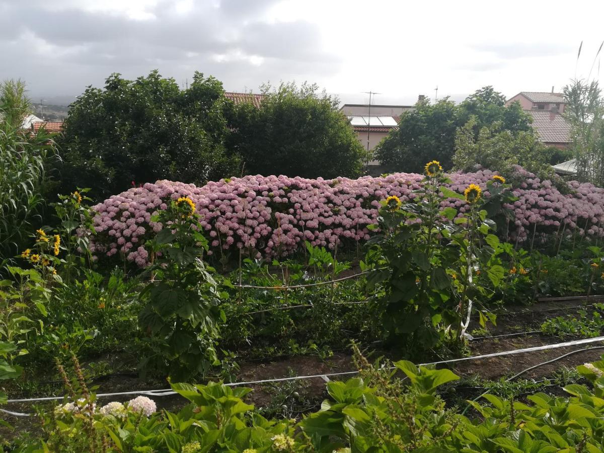 Affitta Camere Casa Delle Rose Villanova Monteleone Ngoại thất bức ảnh